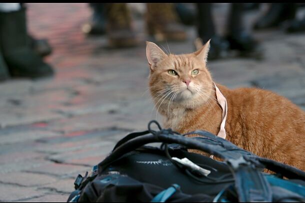 Bob the ginger cat sitting on a backpack in the street
