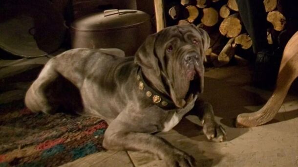 10 Iconic Harry Potter Pets, Ranked by How Likely They Are to Defend or Kill You - image 1