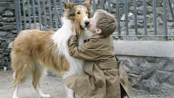 10 Best Movies About Dogs to Heal Your Soul and Heart - image 5