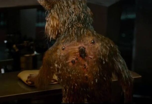 Cried Over GotG 3? Rocket's Worst Pain Hasn't Even Been Shown - image 1