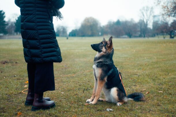 Better Than the Rest: These 2 Pro-Approved Training Tricks Will Make Your Dog 99% More Obedient