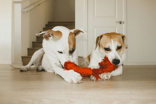 Want a Peaceful Home? These Dog Breeds Love Making Friends with Other Pets
