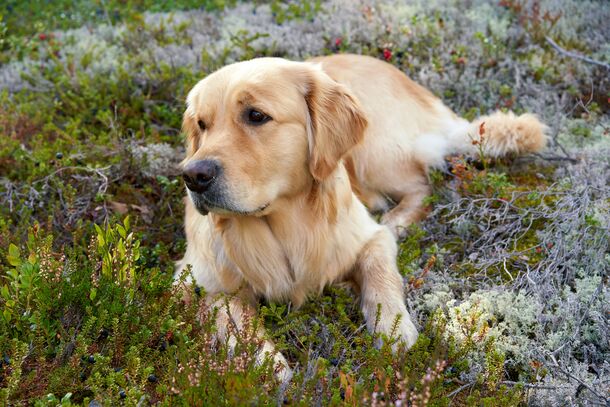 There Is Only One Definitive Way to Cure a Pet Allergy, According to an Immunologist