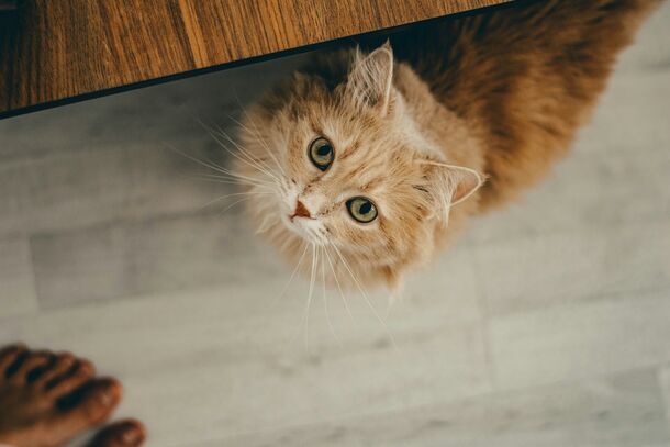 Are You Ready? 5 Essential Things Everyone Should Know Before Getting a Pet