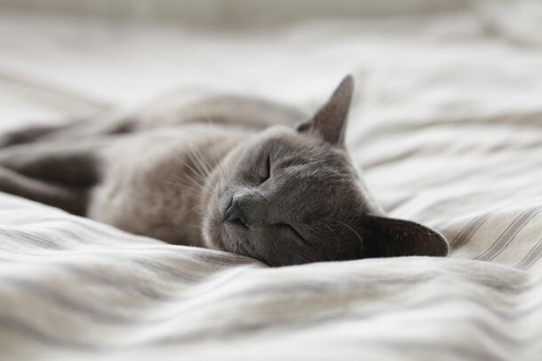 Is Your Cat Sleeping Too Much? How to Tell the Difference Between Lazy and Sick