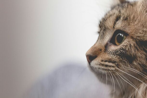 Can Cats Actually See the Future? What Veterinarians Wish You Knew About Feline Intuition