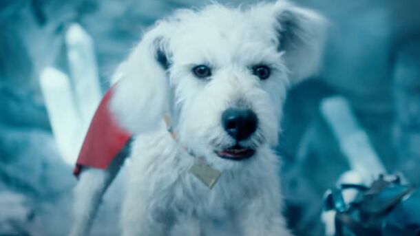 Krypto Is So Cute that Now Many People Dream of Having Such a Dog: What Breed is Superman's Dog?