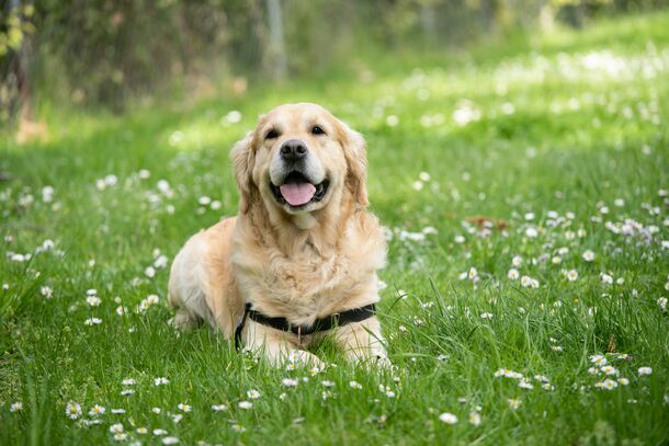 Expert Reveals How to Spot Heatstroke in Your Dog Before It’s Too Late