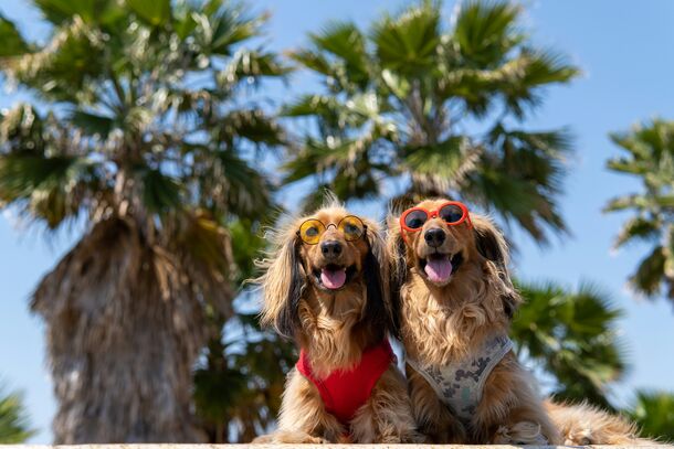 Is Your Dog at Risk? Top Veterinarian Secrets to Preventing Heatstroke During Summer Heatwaves