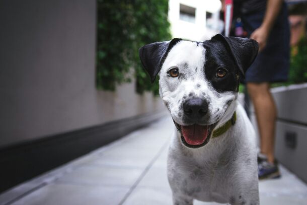 How to Tell If Your Dog Is Losing Their Eyesight