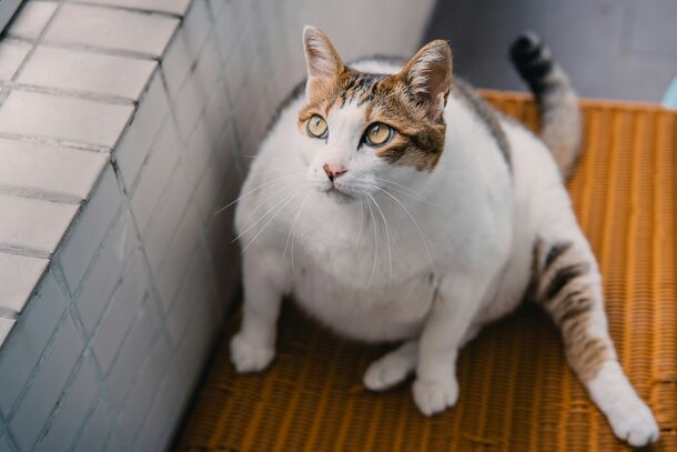 Is Your Cat Overweight? Expert Tips to Help Your Feline Friend Lose Weight Safely