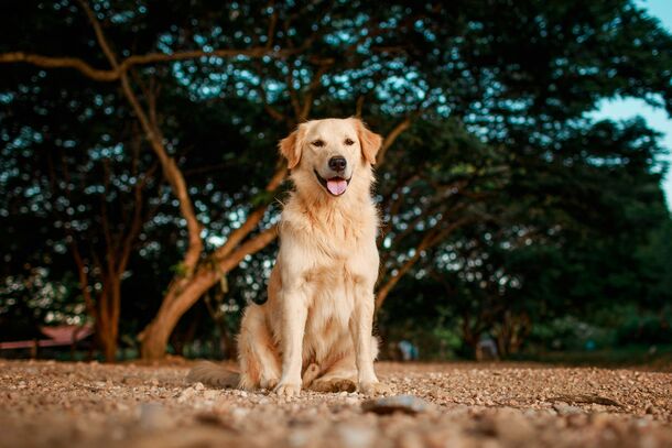 The Golden Retriever Trap: A Vet Warns About the Hidden Behavioral Traits Owners Blindly Ignore