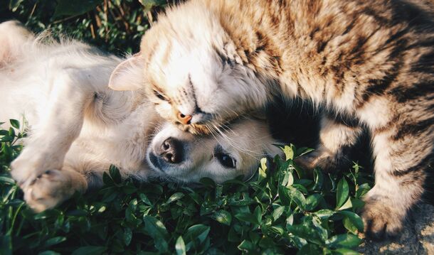 Fighting Like Cats and Dogs? The Secret to Introducing Your Pets Without the Chaos