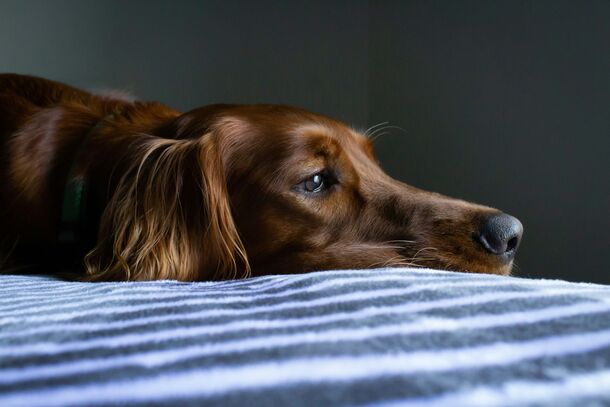Comforting a Dying Pet: What to Say in Their Final Moments, According to a Veterinary Hospice Expert