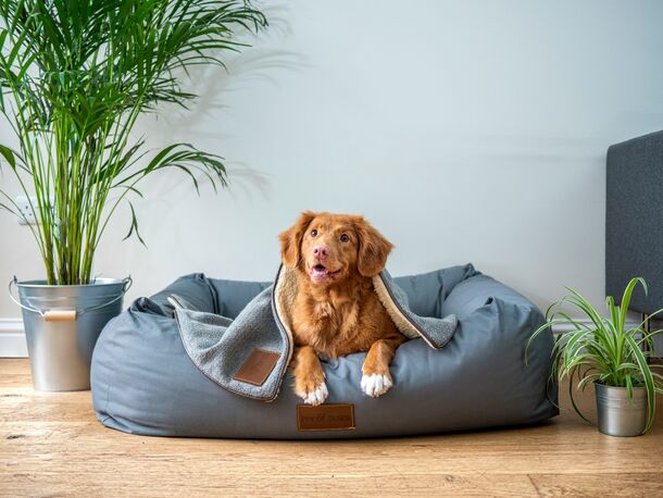 A Top Animal Behaviorist Reveals the Secret to Raising a Calm, Well-Behaved Dog