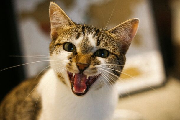It’s Not Just Anger: A Veterinarian Explains What Your Cat’s Hissing Actually Means