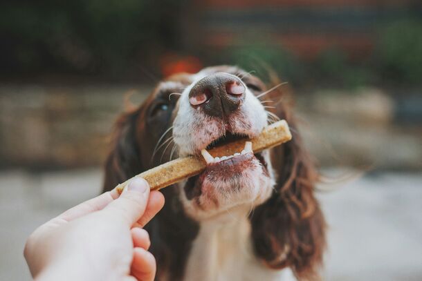Safe Snacking: A Vet Shares the Ultimate List of Human Foods Your Dog Can Actually Eat