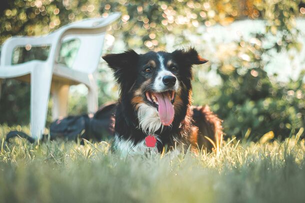 The Critical Summer Pet Rules Every Owner Needs to Prevent Sudden Heatstroke
