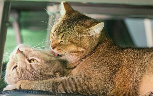 Think Your Cats Are Best Friends? That Mutual Grooming Might Actually Be a Hidden War