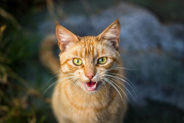Decoding the Hiss: Why Your Sweet Cat Suddenly Turns into a Scratching Machine