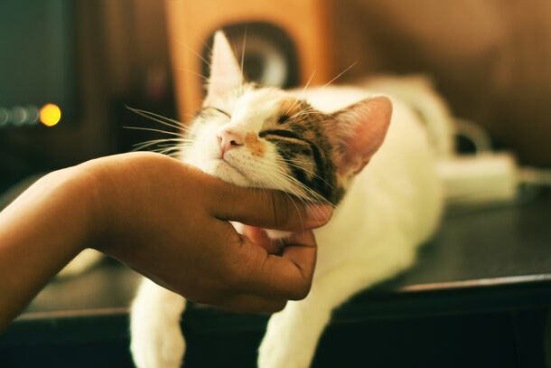 5 Signs Your Cat Truly Loves You (Even If They Don't Show It), Revealed by a Vet