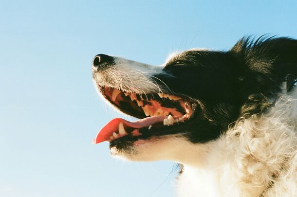 Beyond the Bark: The Hidden Hazards Sabotaging Your Dog’s Dental Health