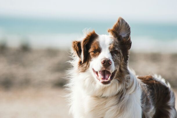 Aging Backward: 6 Expert Secrets to Maximize Your Dog’s Lifespan and Keep Their Brain Sharp