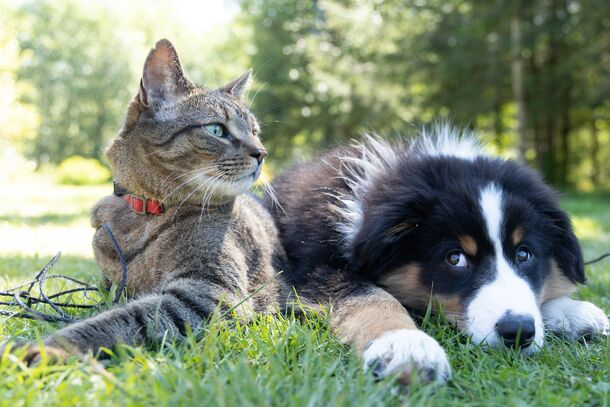 Cat vs. Dog Owners: Science Finally Settles the Debate on Who Is Smarter