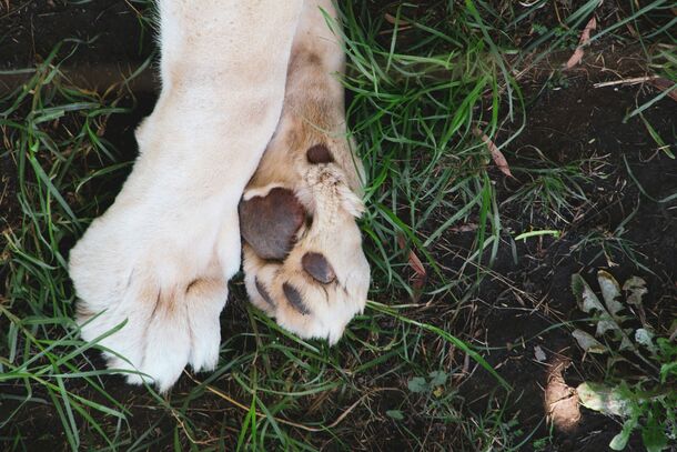 The Most Common Hidden Summer Injuries in Pets, According to a Vet