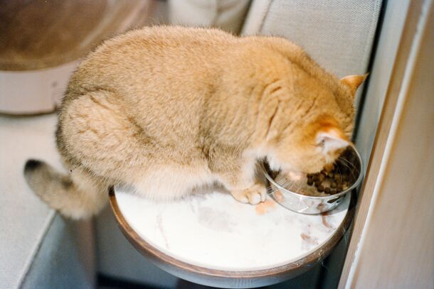 The Science of the Half-Empty Bowl: Researchers Explain Why Your Cat Leaves Food Behind