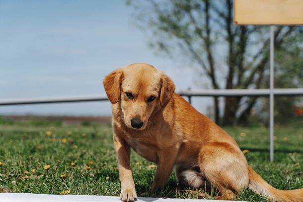 Sneezing, Itchy Paws, or Watery Eyes? An Expert’s Guide to Spotting Allergies in Your Dog