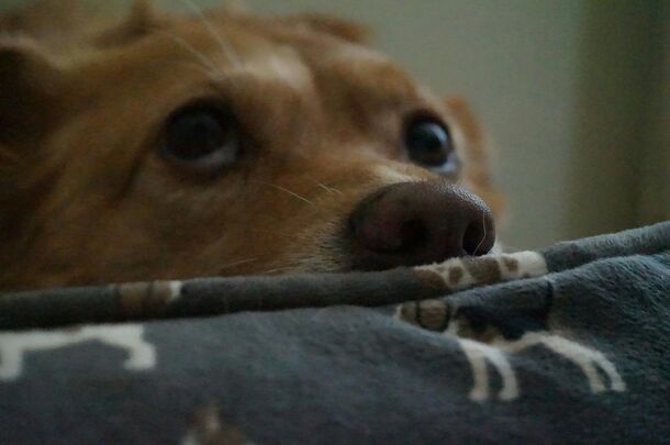 Is Your Pet Scared of Thunder? An Animal Psychologist Shares Essential Relief Tips
