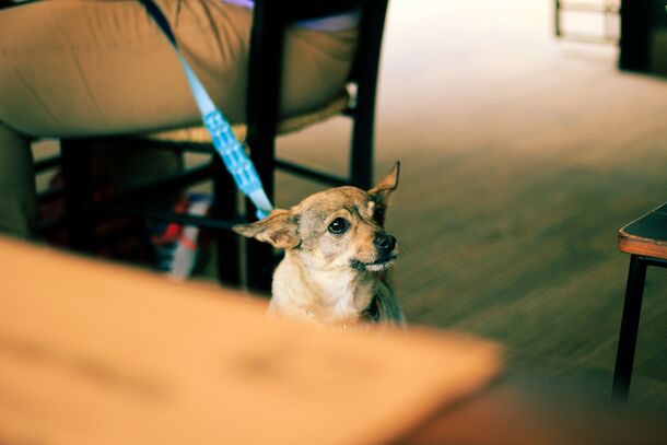 Thinking of Getting a Dog? An Expert Explains Who Should Definitely Reconsider