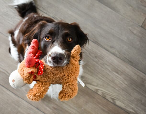 New Scientific Study Reveals How Your Dog Actually Recognizes Their Favorite Toys