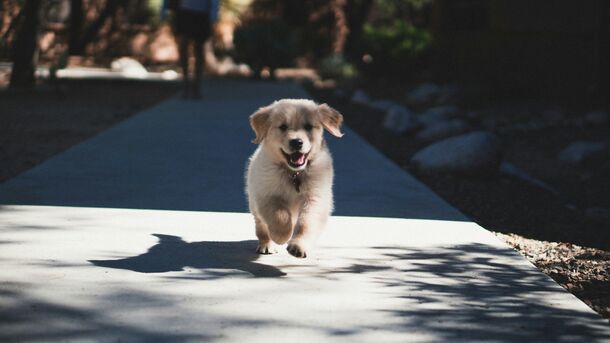 The Zoomies: Why Your Dog Randomly Goes Full Speed for No Reason