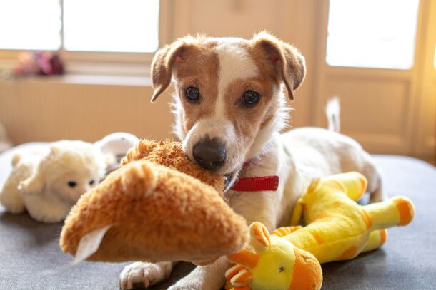 The Hidden Danger in Your Dog's Toy Box: Why Vets Say These 5 Common Items Are Unsafe