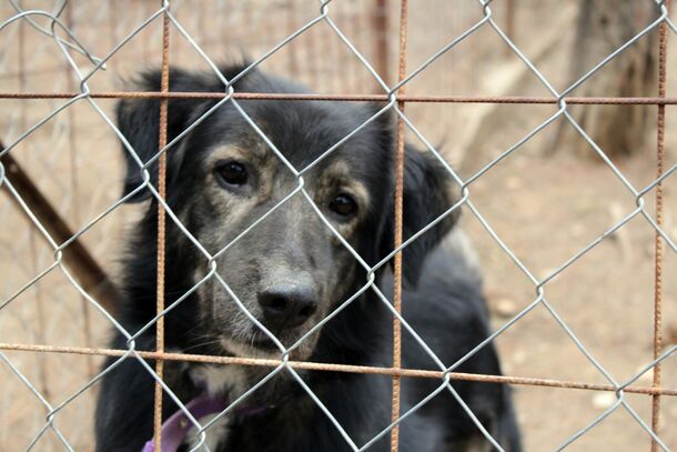 The #1 Rule for Adopting a Shelter Dog: What Every New Owner Needs to Know