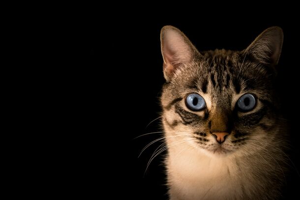 5 Common Cat Myths You Need to Stop Believing Right Now
