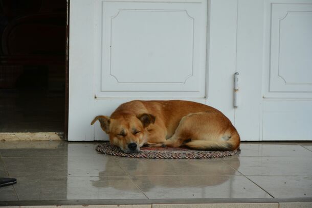 More Than Just a Nap: The 5 Surprising Reasons Your Dog Insists on Sleeping by the Door