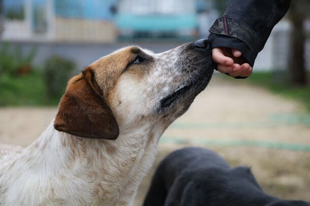 How to Pet a Dog to Actually Make Them Happy, According to Canine Behaviorists