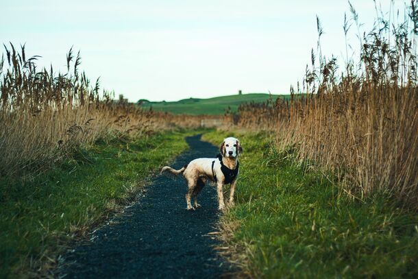 The 2-Hour Golden Window: Why the First 120 Minutes Are Critical for Finding a Lost Pet