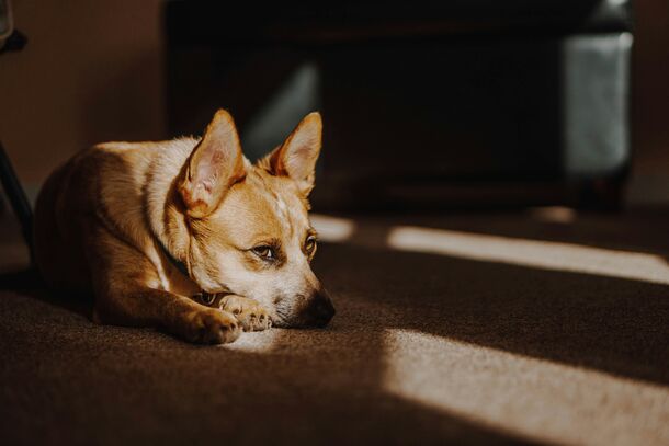 Your Pet Can Get Sunburned Too: The Hidden Summer Danger Most Owners Overlook