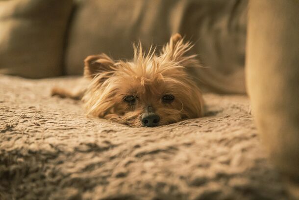 Is Your Dog Stressed? The Subtle 