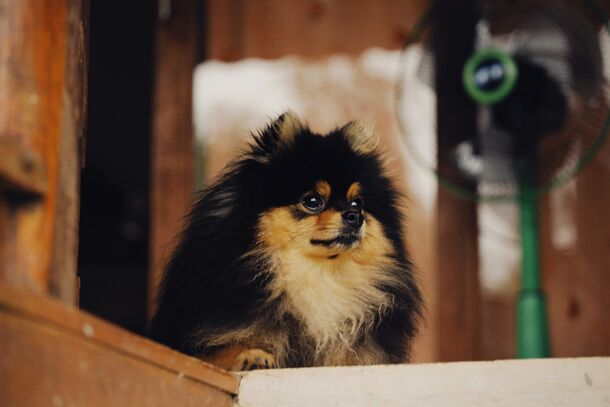 The Hidden Summer Danger: Why Your Air Conditioner Could Be Making Your Pet Sick