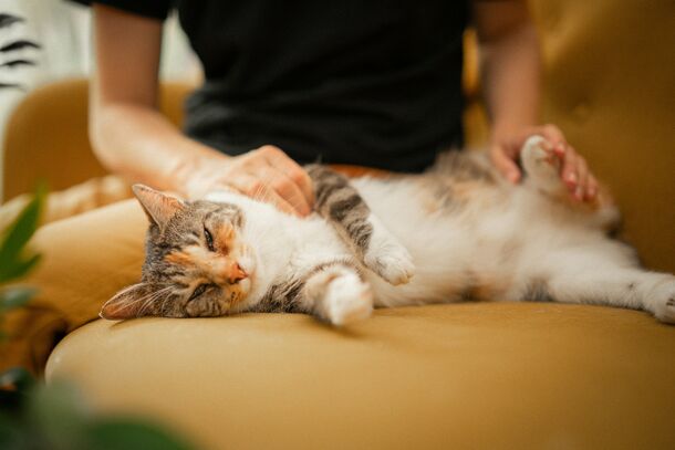 Does Your Cat Actually Trust You? 7 Secret Signs Revealed by Feline Experts