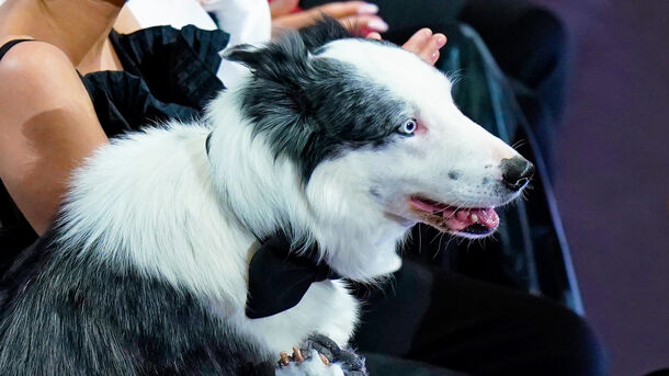 Anatomy of a Fall’s Good Boy Is Getting His Own TV Show At Cannes Anatomy of a Fall’s Good Boy Is Getting His Own TV Show At Cannes