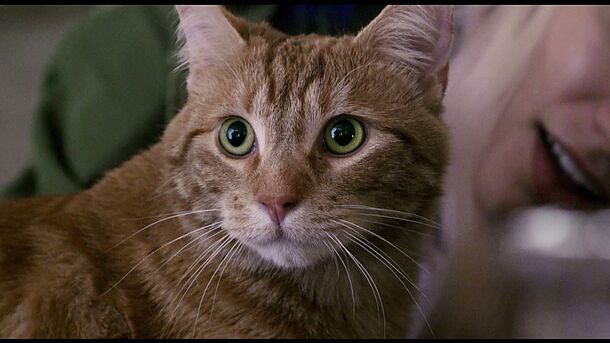 A retiree's best companion isn't a dog: 7 cat breeds that live for your lap