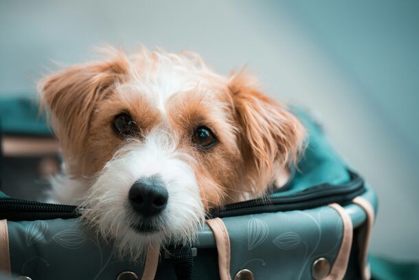 Ready for Anything: A Cynologist’s Essential Guide to Keeping Your Pet Safe in Emergencies