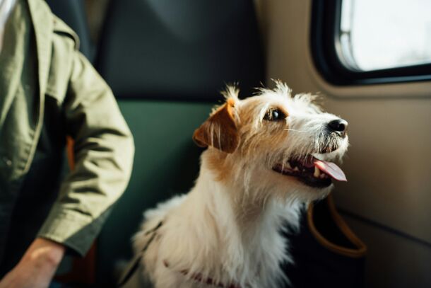Planning a Trip With Your Pet? A Vet Shares the Mistakes to Avoid