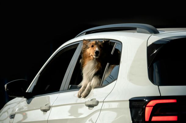 Traveling with Pets? Don't Miss These Vet-Recommended Safety Hacks for a Smooth Ride